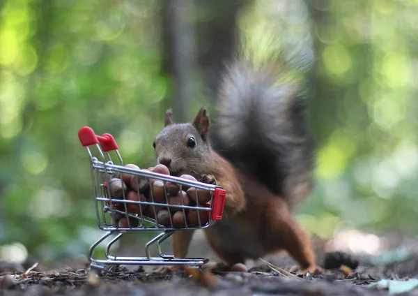 Zrzavá veverka poblíž malého vozíku ze supermarketu s ořechy — Stock fotografie