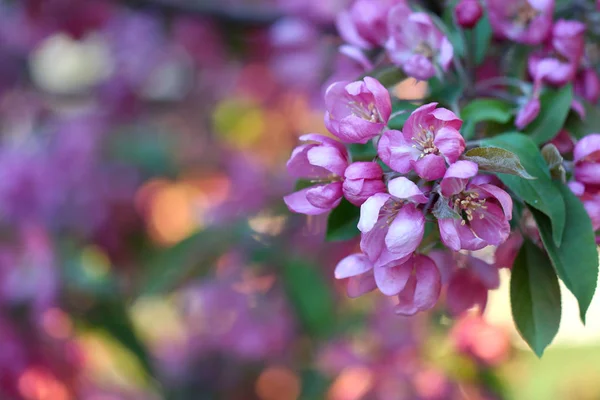 Apple pink flowers in sunshine — Stock Photo, Image