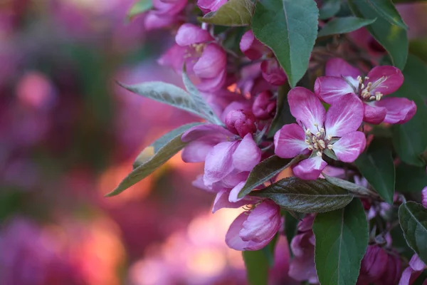 Apple pink flowers in sunshine — Stock Photo, Image