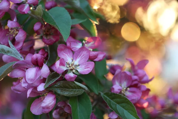 Apple pink flowers in sunshine — Stock Photo, Image