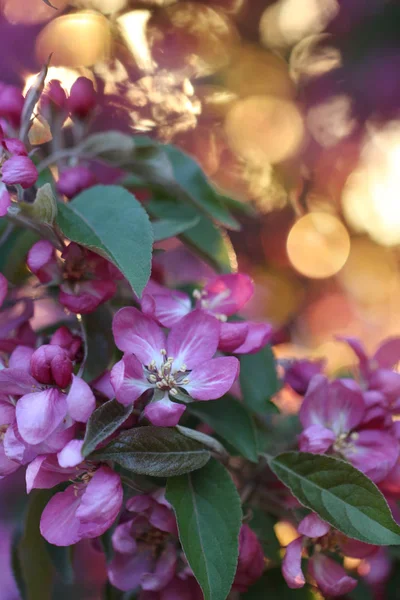 Apple pink flowers in sunshine — Stock Photo, Image