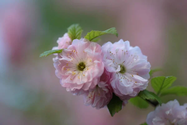 Gren av blommande mandlar — Stockfoto