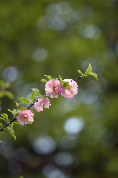Branch of the blossoming almonds — Stock Photo, Image
