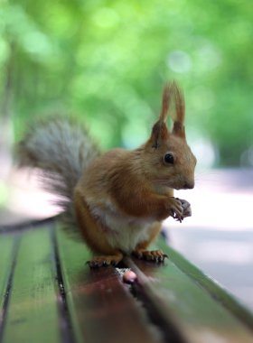 Sincaplar fındık ormanda yer.