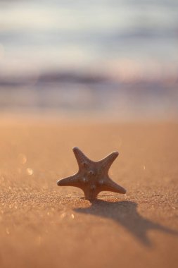 Güneş ışınları plajında deniz yıldızı