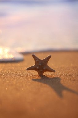 Güneş ışınları plajında deniz yıldızı