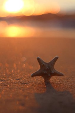 Güneş ışınları plajında deniz yıldızı