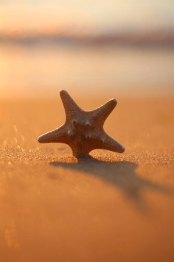 Güneş ışınları plajında deniz yıldızı
