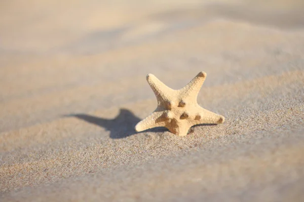 Αστερίας στην άμμο στην παραλία — Φωτογραφία Αρχείου