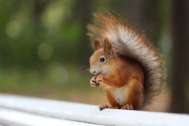 Kızıl sincap kabarık kuyruklu bir bankta oturur ve fındık yiyor