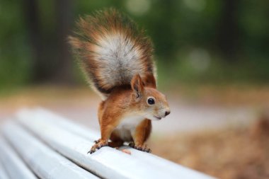 Kızıl sincap parkta bir bankta oturur