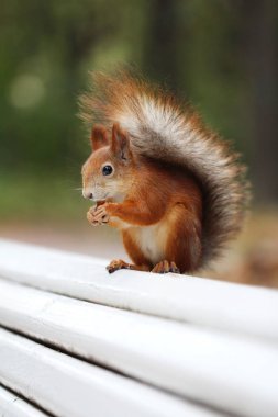 Kızıl sincap fındık parkta bir bankta yiyor