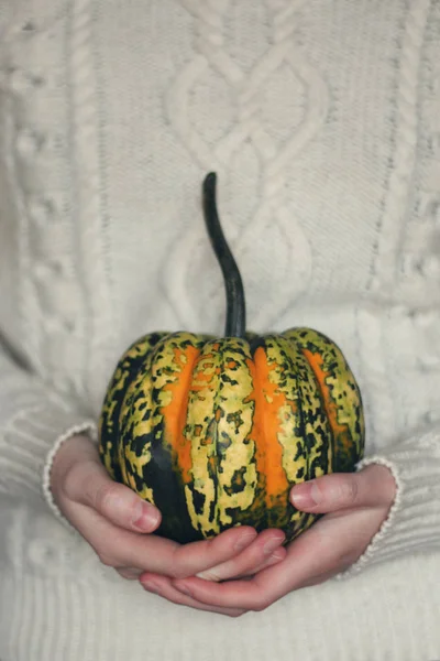 Decorative pumpkin in female hands — Stock Photo, Image