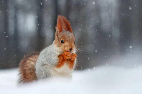 Rotes Eichhörnchen frisst Nuss sitzend auf Schnee — Stockfoto