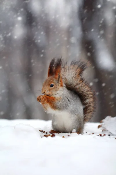 Das rote Eichhörnchen frisst Nuss auf Schnee — Stockfoto