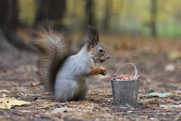 Zrzavá veverka jí ořechy od malé vědro — Stock fotografie