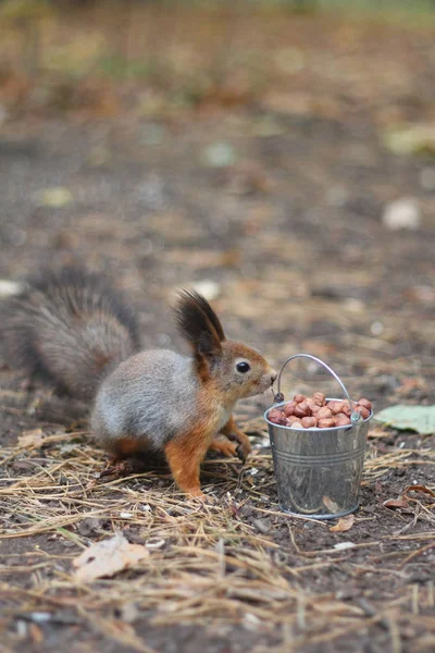 Zrzavá veverka jí ořechy od malé vědro — Stock fotografie