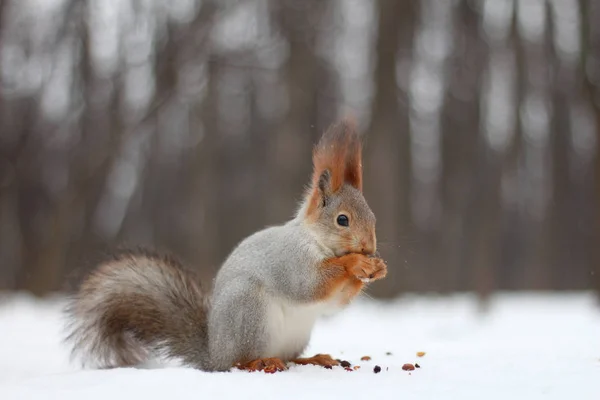 Zrzavá veverka jí ořech na sněhu — Stock fotografie