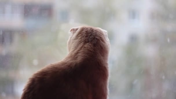 红猫从窗外看着飘落的雪花 — 图库视频影像