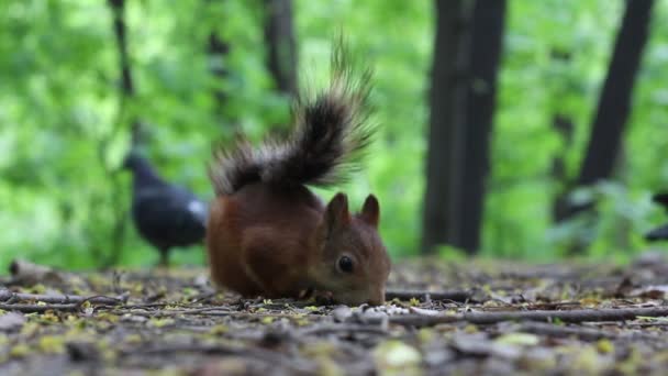 Rotes Eichhörnchen Frisst Sonnenblumenkerne Taubenmilieu — Stockvideo