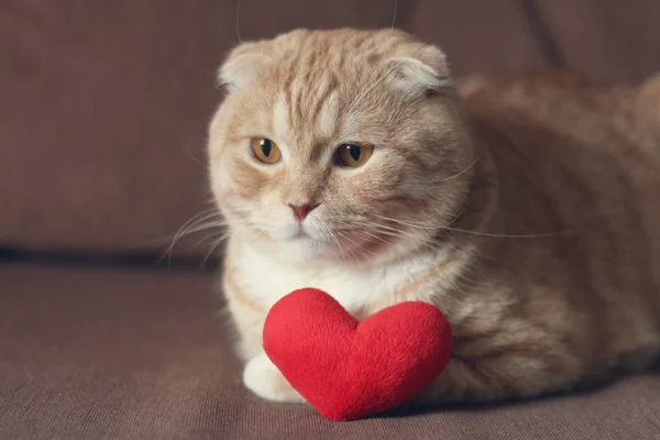 Red Scottishfold Cat Plush Red Heart — Stock Photo, Image