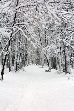 Karla kaplı park kar yağışı sonra