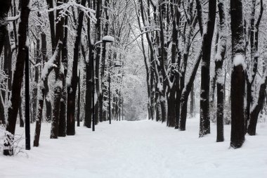 Karla kaplı park kar yağışı sonra