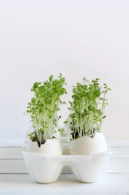 Yeşil lahanası salatası yumurta kabukları üzerinde beyaz bir arka plan üzerinde