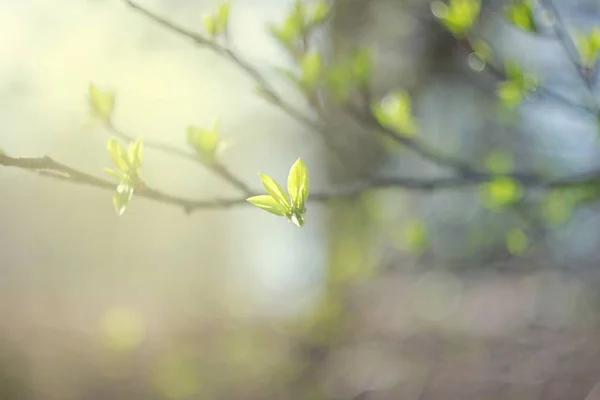 Primeiras Folhas Primavera Ramo — Fotografia de Stock