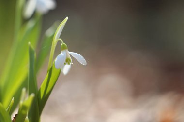 Güneşli beyaz kardelen