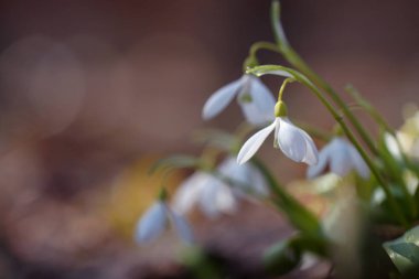 Güneşli beyaz kardelen