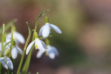 Güneşli beyaz kardelen