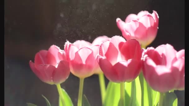 Roze Tulpen Onder Water Drops Van Stralen Van Zon — Stockvideo