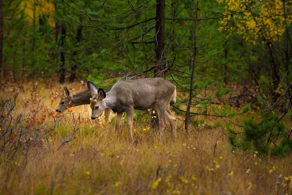 Parque Nacional Young Deer Grand Teton —  Fotos de Stock