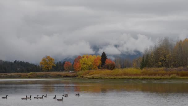 Parc national du Grand Teton Couleurs automnales Oies sauvages Prise de vue constante — Video