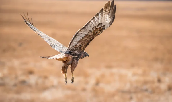 Red - tailed hawk — Stockfoto