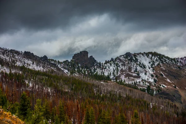Aardbei bergen wildernis Malher National Forest — Stockfoto