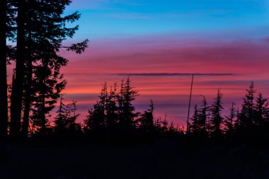 gün batımında çam ağaçları