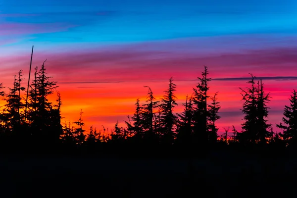 Pijnbomen bij zonsondergang — Stockfoto