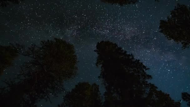 Voie lactée au-dessus des arbres géants Timelapse — Video