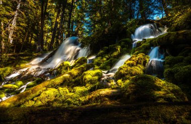 Clearwater Falls Umpqua Ulusal Ormanı 