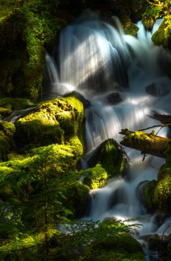 Clearwater Falls Umpqua Ulusal Ormanı 