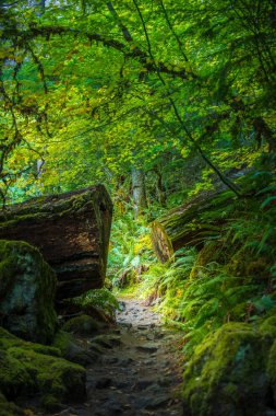 Watson Falls Oregon iz 