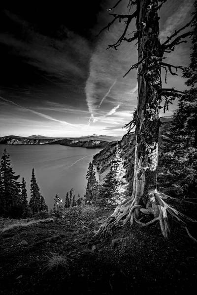 Crater Lake Oregon Black and White Bark Pine Tree — Stock Photo, Image