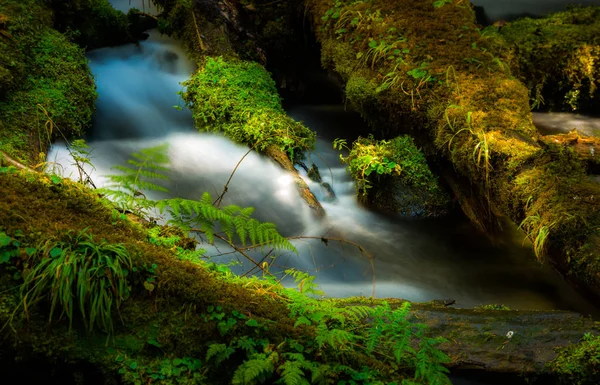 Wodne kaskady Clearwater Creek Umpqua National Forest — Zdjęcie stockowe