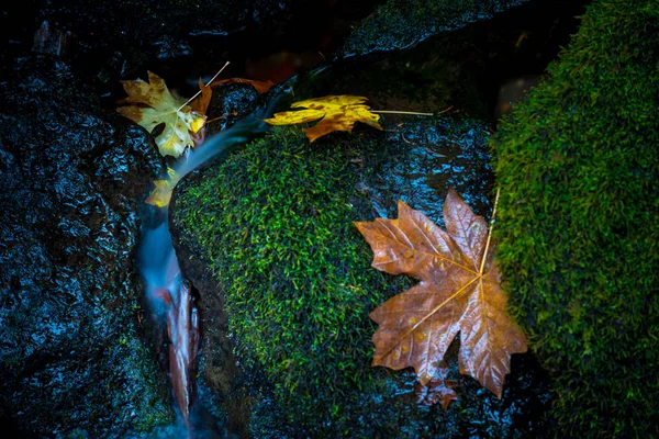 Φθινόπωρο πέσει Creek Watson φύλλα δέντρο σφενδάμνου Όρεγκον Όρεγκον — Φωτογραφία Αρχείου