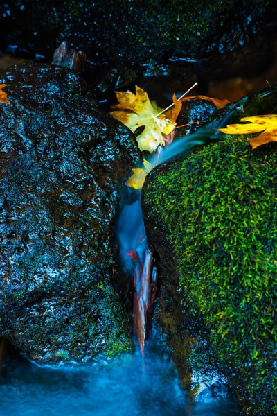 オレゴン州秋落ちたメープル ツリーの葉ワトソン クリーク オレゴン — ストック写真