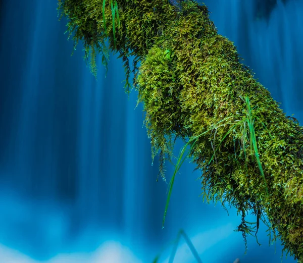 Albero coperto di muschio contro cascata blu Watson Creek Oregon — Foto Stock