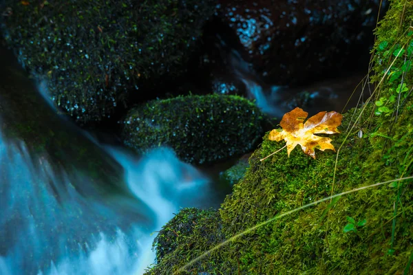 Φθινόπωρο πέσει Creek Watson φύλλα δέντρο σφενδάμνου Όρεγκον Όρεγκον — Φωτογραφία Αρχείου