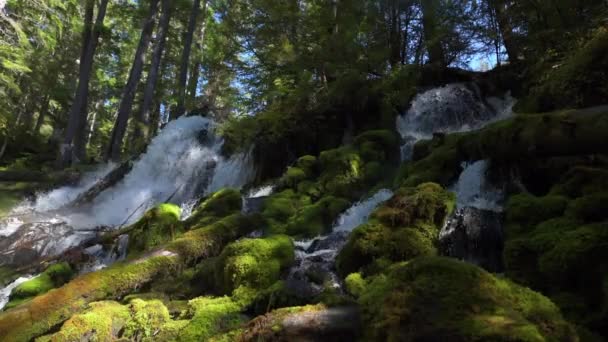 Water Cascade Clearwater Creek Umpqua National Forest — Stock Video